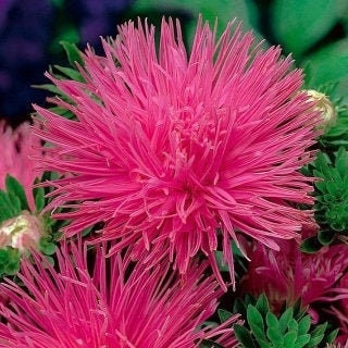 Aster Tall Needle Inga 200 seeds, non GMO, fresh, easy to grow - Vesta Market