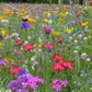 Wild Meadow Flowers Mixture 500 seeds, non GMO, fresh, easy to grow Vesta Market