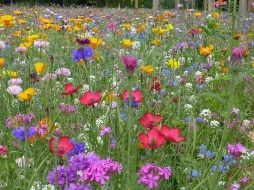 Wild Meadow Flowers Mixture 500 seeds, non GMO, fresh, easy to grow Vesta Market