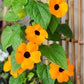 Orange Tunbergia or White 10 Seeds, non GMO, fresh, easy to grow Vesta Market