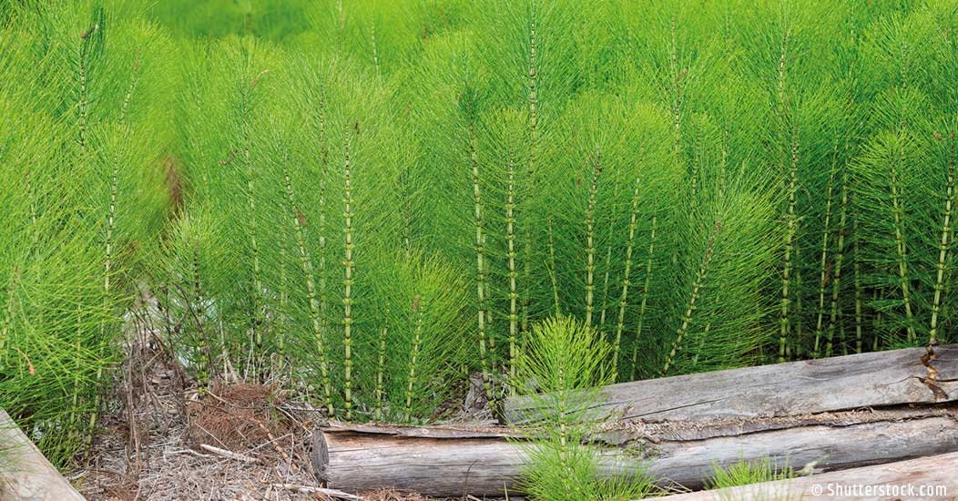 Dried Equisetum Horsetail 100g / 3.52 oz - Vesta Market