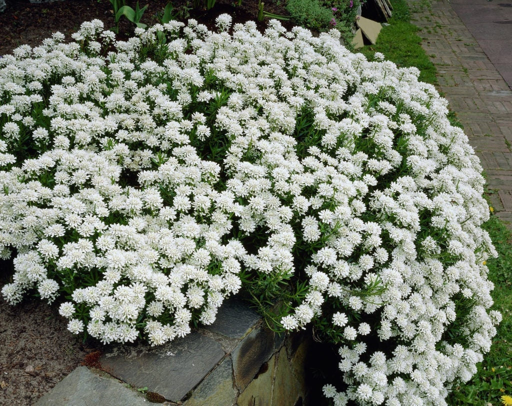 Evergreen candytuft, iberis sempervirens 50 seeds, fresh, easy to grow - Vesta Market