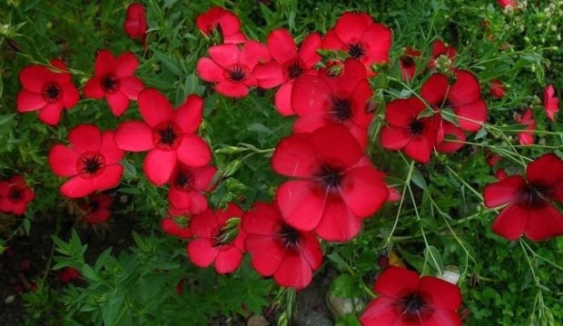 Scarlet Flax, Linum grandiflorum mix colors 50 seeds, fresh, easy to grow Vesta Market