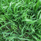 Couch Grass Rhizome BIO Organic Dried 50g / 1.76 oz Vesta Market
