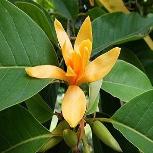 5 seeds Magnolia Champaca, non GMO, fresh, easy to grow - Vesta Market