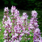 Dyptam, Shrub of Moses 20 seeds, non GMO, fresh, easy to grow Vesta Market
