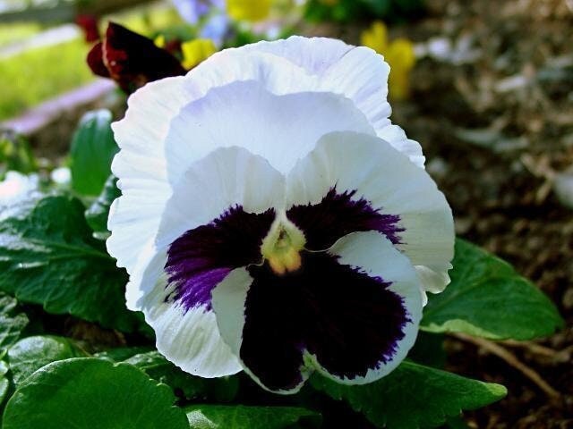 Large-flowered Pansy - Black King, Blue, Purple, White Var, fresh, easy to grow Vesta Market