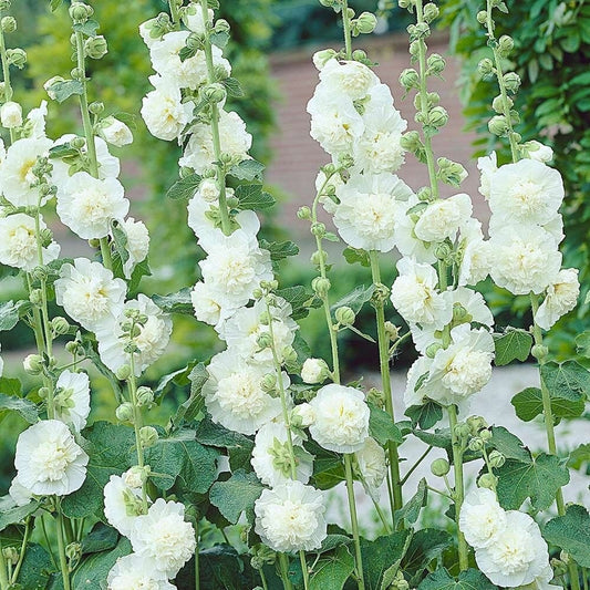 Alcea rosea Hollyhock Flower 20 seeds White, fresh, easy to grow - Vesta Market