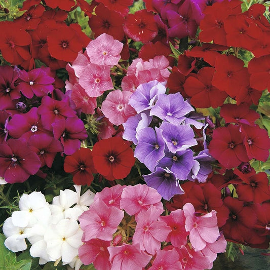 Phlox Drummonda Flower Mixed Colors 100 Seeds, fresh, easy to grow - Vesta Market