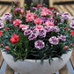 Carnation Seeds 20 seeds, fresh, easy to grow - Vesta Market