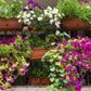 Wonderful Balcony Flower Mix 200 seeds, fresh, easy to grow Vesta Market