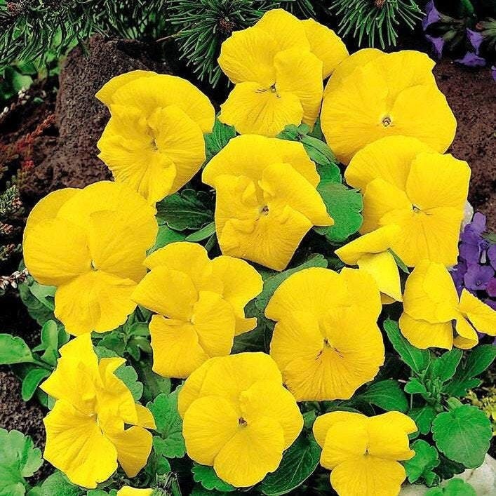 Beautiful Yellow Pansy 50 seeds, fresh, easy to grow - Vesta Market