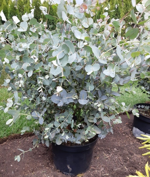 Eucalyptus globulus - Southern Blue Gum - 10 seeds Vesta Market