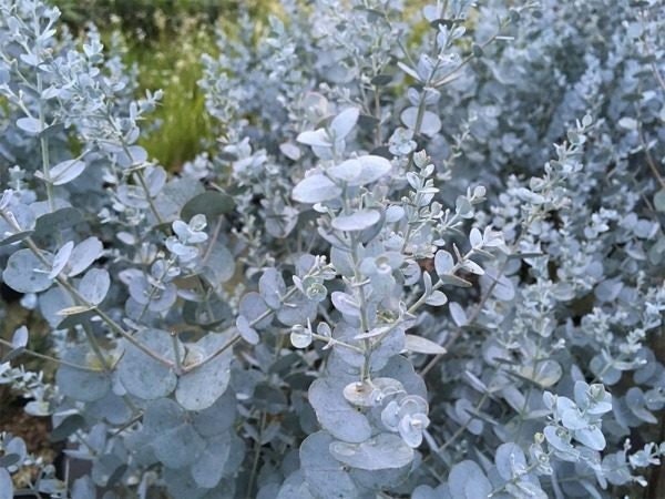 Eucalyptus globulus - Southern Blue Gum - 10 seeds Vesta Market