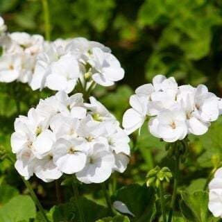 White Geranium Pelargonium 10 Seeds, fresh, easy to grow Vesta Market
