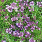 Breckland Thyme Flower 100 seeds, non GMO, fresh, easy to grow Vesta Market