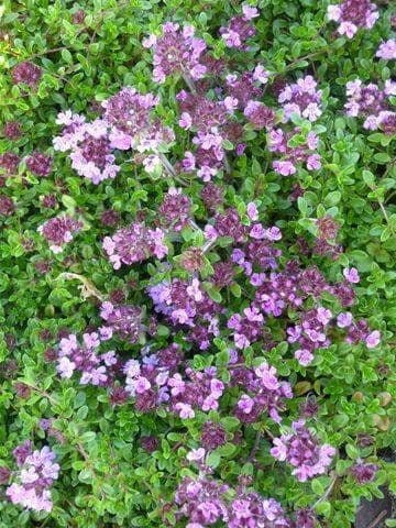 Breckland Thyme Flower 100 seeds, non GMO, fresh, easy to grow - Vesta Market