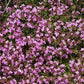 Breckland Thyme Flower 100 seeds, non GMO, fresh, easy to grow - Vesta Market