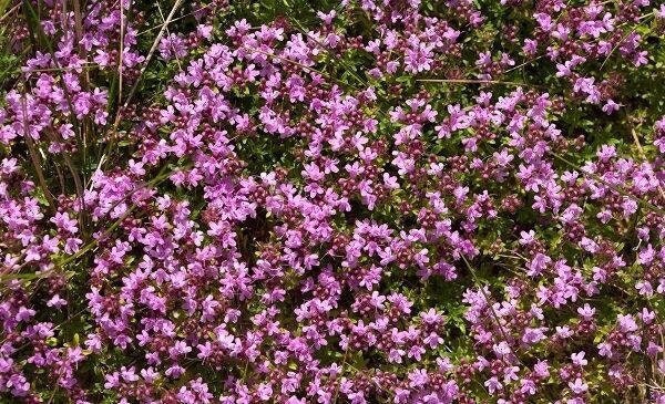 Breckland Thyme Flower 100 seeds, non GMO, fresh, easy to grow - Vesta Market