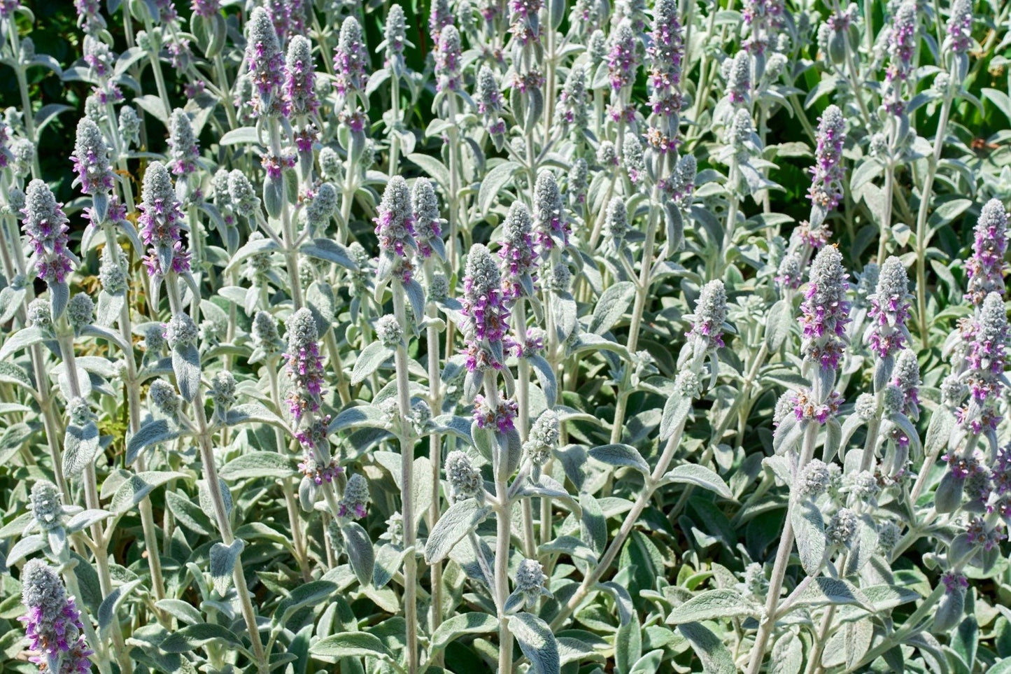 Lamb's Ears Flower 50 seeds, fresh, easy to grow - Vesta Market