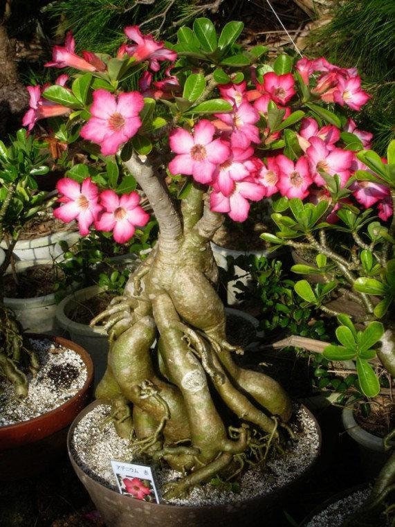 Adenium Obesum 3 seeds, fresh, easy to grow - Vesta Market