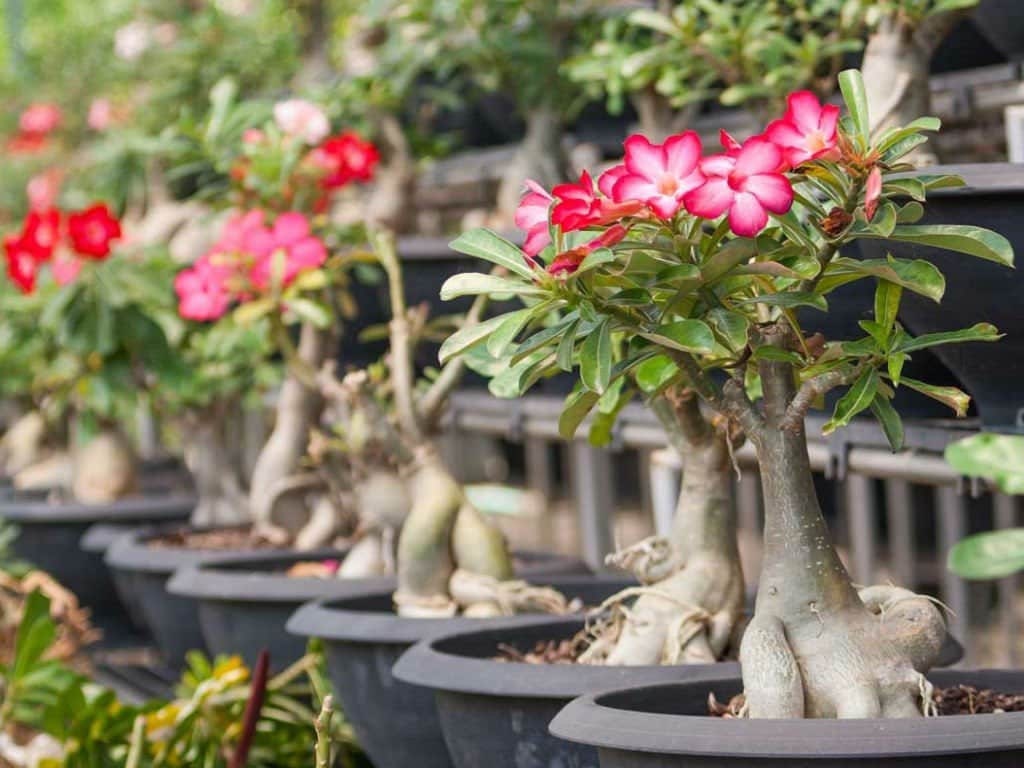 Adenium Obesum 3 seeds, fresh, easy to grow - Vesta Market