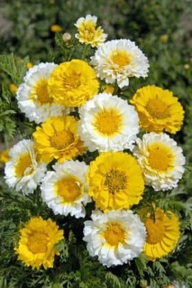 Crown Daisy 300 seeds, fresh, easy to grow - Vesta Market