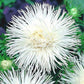 Aster Flower White 100 Seeds, non GMO, fresh, easy to grow Vesta Market