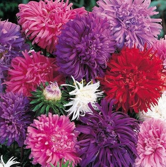 Aster Chrysanthemum Mixed Colors 50 Flower Seeds, fresh, easy to grow Vesta Market