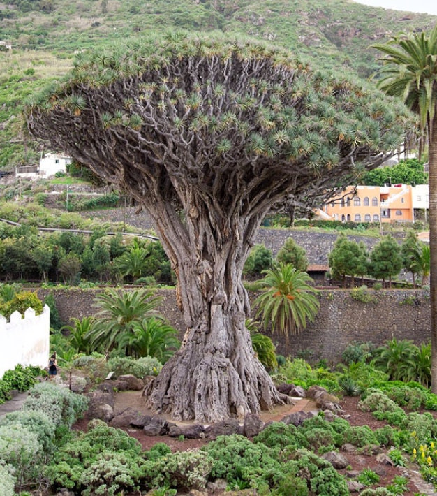 Stunning Cape Verde Dragon Tree 3 seeds Vesta Market