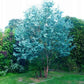 Gorgeous Eucalyptus Gunnii, 5 seeds - Vesta Market