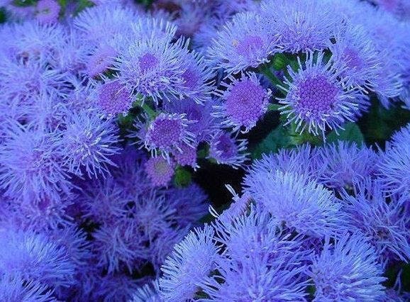 Flossflower Blue 800 seeds, non GMO, fresh, easy to grow - Vesta Market