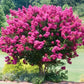 Crepe Myrtle 5 seeds Flowering for 120 days, fresh, easy to grow Vesta Market