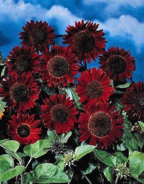 Ornamental Sunflower Red Sun 10 seeds, non GMO, fresh, easy to grow - Vesta Market