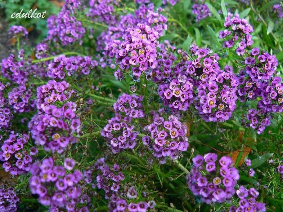 Sweet Alyssum Purple Lobularia maritima 400 Seeds, non GMO, fresh, easy to grow Vesta Market