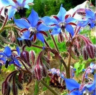 Beautiful Borage Flower Seeds 100 seeds ( Borago officinalis ) Starflower seeds, non GMO, fresh, easy to grow - Vesta Market