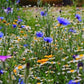 Wildflower Meadow Mixture 1000 seeds, non GMO, fresh, easy to grow Vesta Market