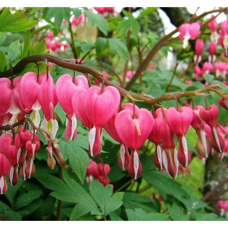 Bleeding Heart Flower 5 Seeds, Rare and Unique , non GMO , fresh, easy to grow - Vesta Market