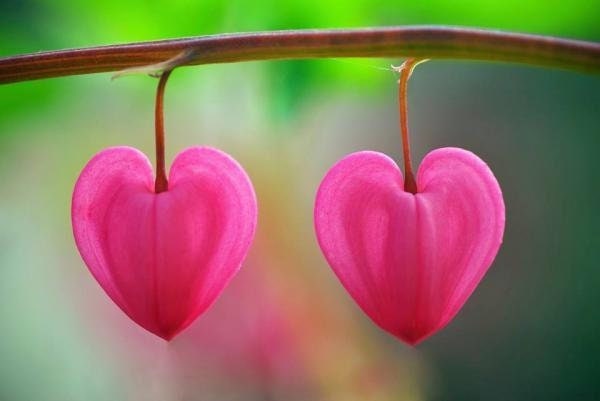 Bleeding Heart Flower 5 Seeds, Rare and Unique , non GMO , fresh, easy to grow - Vesta Market