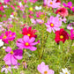 Garden Cosmos mixed colors 50 seeds, fresh, easy to grow - Vesta Market