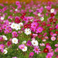 Garden Cosmos mixed colors 50 seeds, fresh, easy to grow - Vesta Market