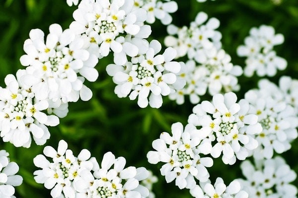 Evergreen candytuft, iberis sempervirens 50 seeds, fresh, easy to grow - Vesta Market