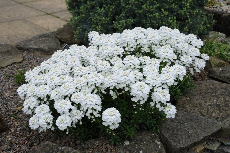 Evergreen candytuft, iberis sempervirens 50 seeds, fresh, easy to grow - Vesta Market