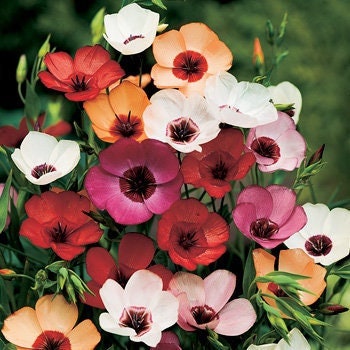 Scarlet Flax, Linum grandiflorum mix colors 50 seeds, fresh, easy to grow Vesta Market