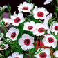 Scarlet Flax, Linum grandiflorum mix colors 50 seeds, fresh, easy to grow Vesta Market