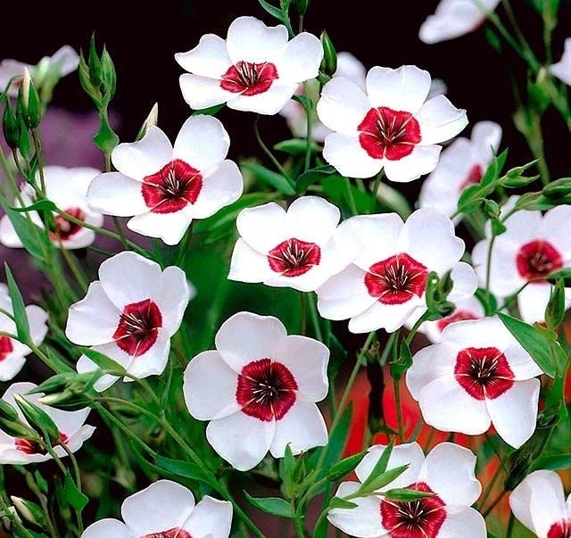 Scarlet Flax, Linum grandiflorum mix colors 50 seeds, fresh, easy to grow Vesta Market