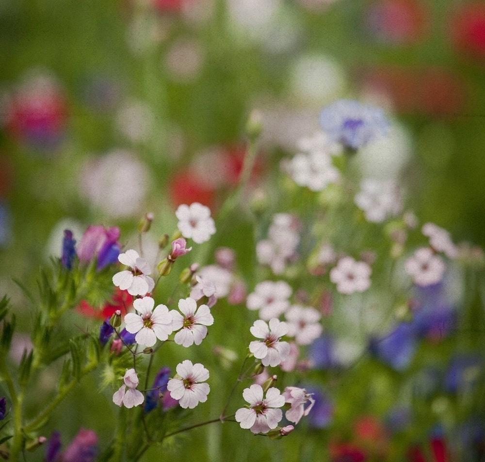 Scarlet Flax, Linum grandiflorum mix colors 50 seeds, fresh, easy to grow Vesta Market