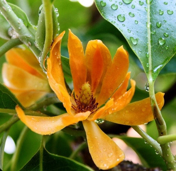 5 seeds Magnolia Champaca, non GMO, fresh, easy to grow - Vesta Market