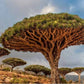Stunning Cape Verde Dragon Tree 3 seeds Vesta Market
