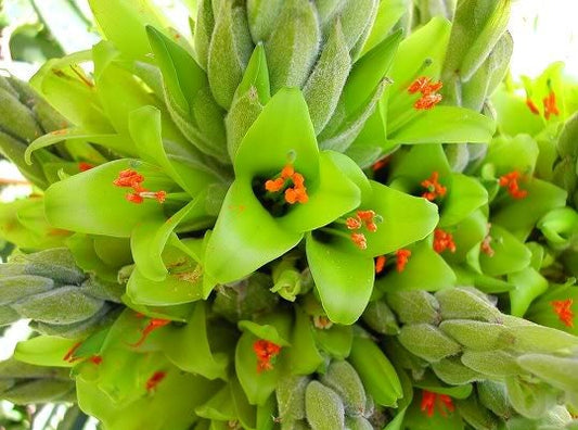 Chilean Puya Chilensis, 3 seeds - Vesta Market
